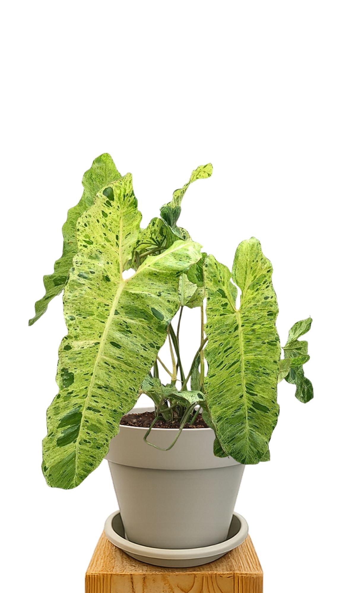 Plant kit 30 Sand